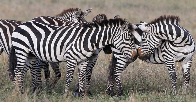 Les Animaux Amoureux