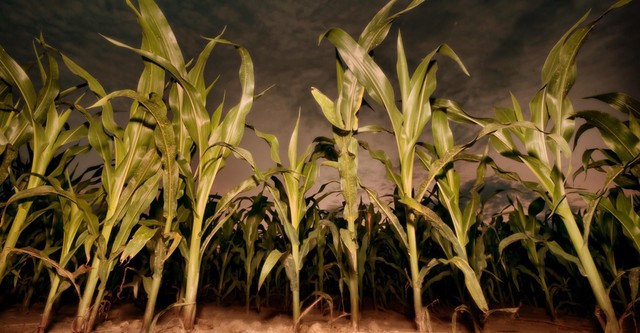 Children of the Corn: Revelation