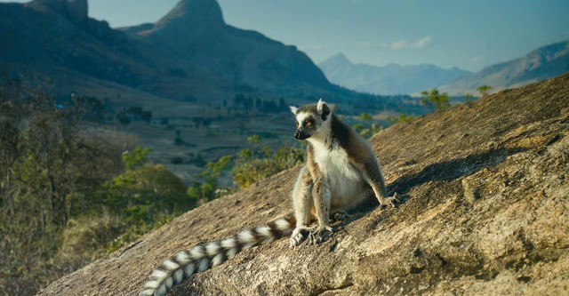 Wildes Madagaskar - Die Insel der Lemuren