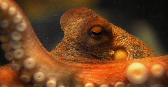 The Life & Times of Paul the Psychic Octopus