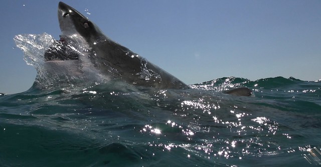 Open Water - Cage Dive