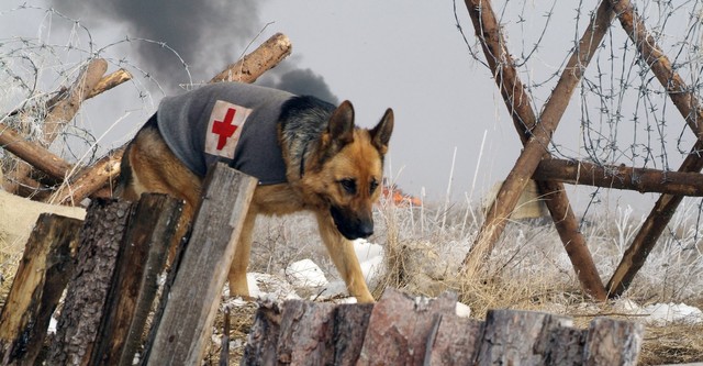 Rin Tin Tin - Ein Held auf Pfoten