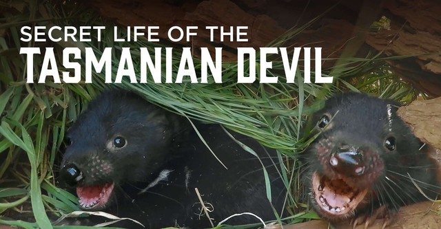 Secret Life of the Tasmanian Devil