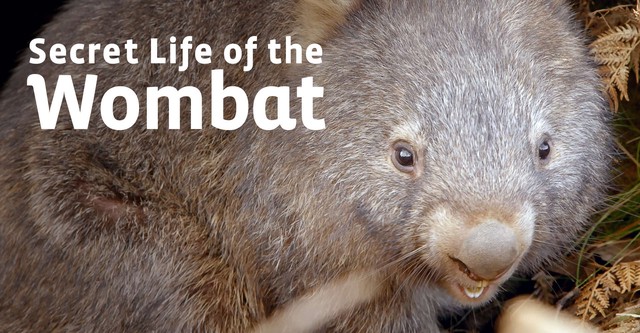 Secret Life of the Wombat