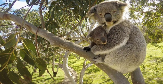 Secret Life of the Koala