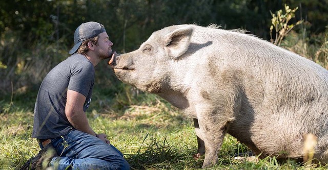 La mia vita è una fattoria