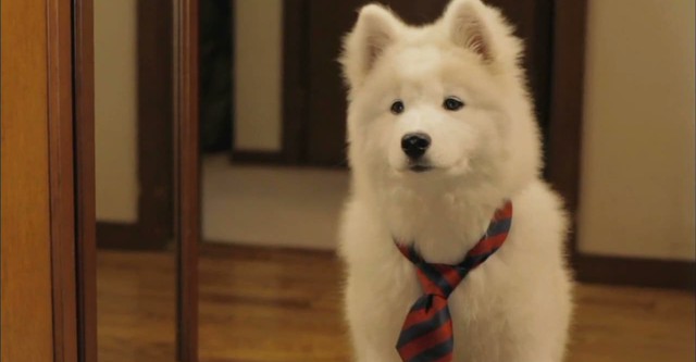 犬飼さんちの犬