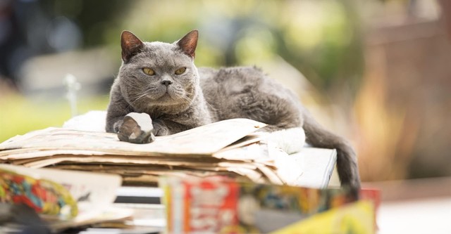 El asesinato de un gato