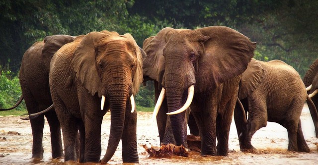 Nomads of the Serengeti