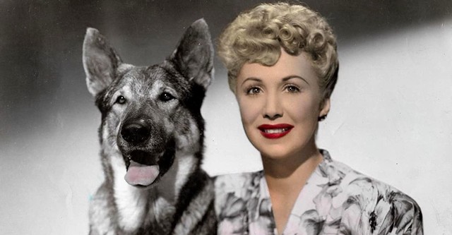 Rin Tin Tin chien-loup