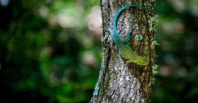 Wild Chile: Un viaje salvaje