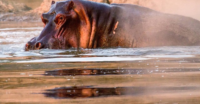 Hippos After Dark