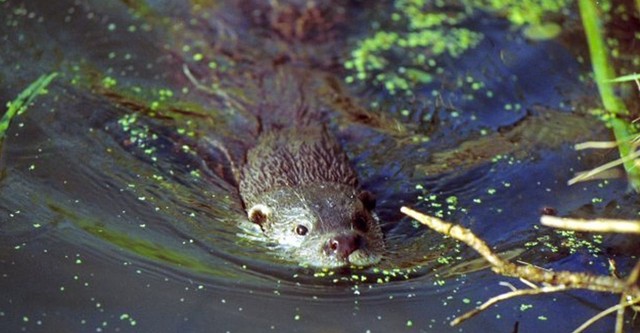 The Otter's Trail