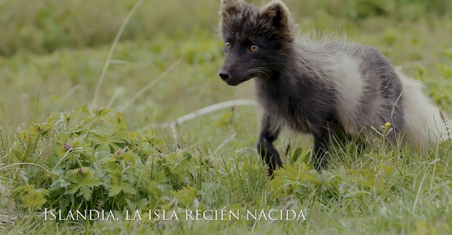 Islandia, La Isla Recién Nacida