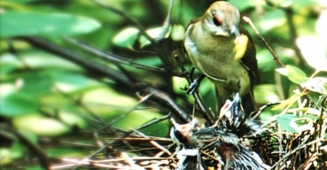 Natureza em Ponto Pequeno