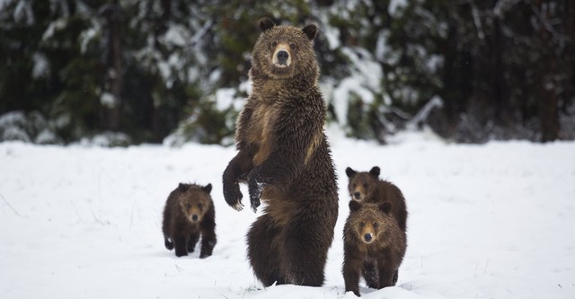 Yellowstone