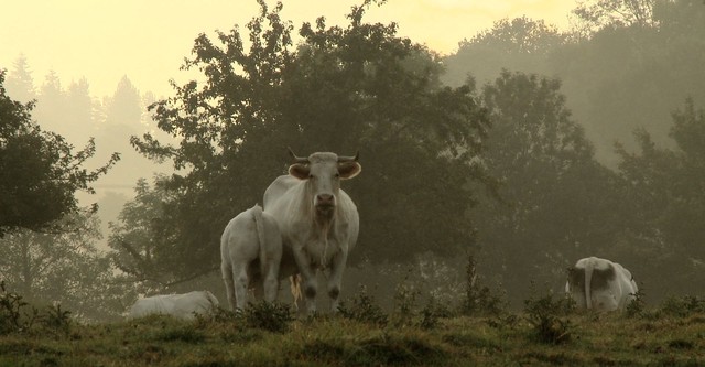 La vita di una mucca