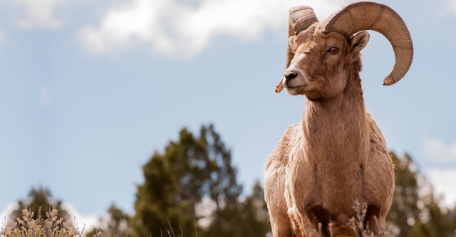 America's Greatest Animals