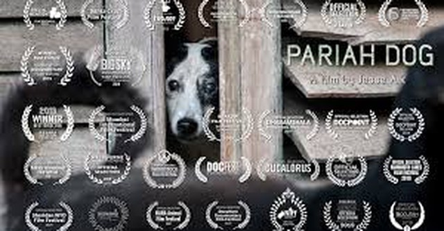 Pariah Dog