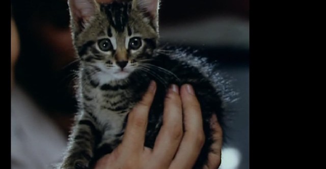 The Little Cat