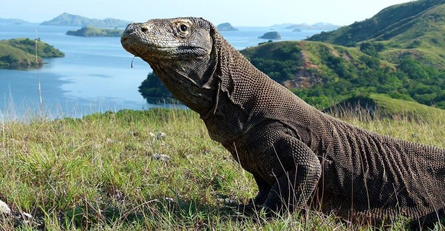 La isla de los dragones