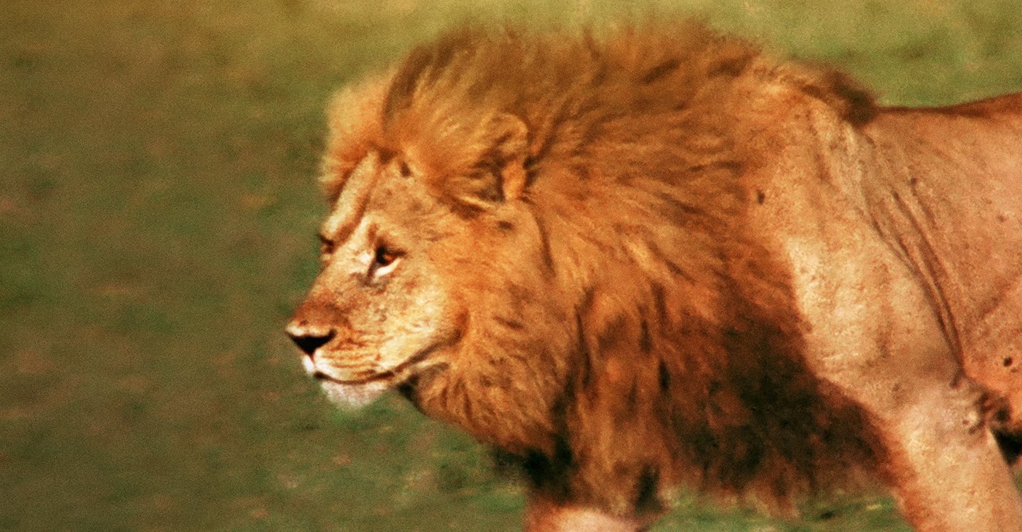 the african lion disney