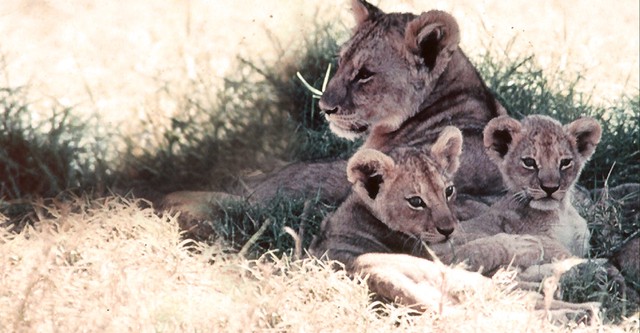 El león africano