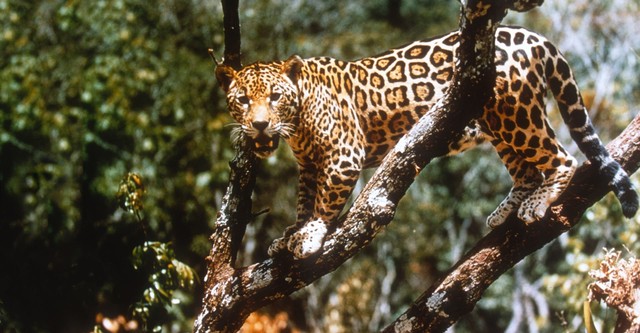 Le Jaguar, seigneur de l'Amazone