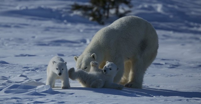 Wild Canada