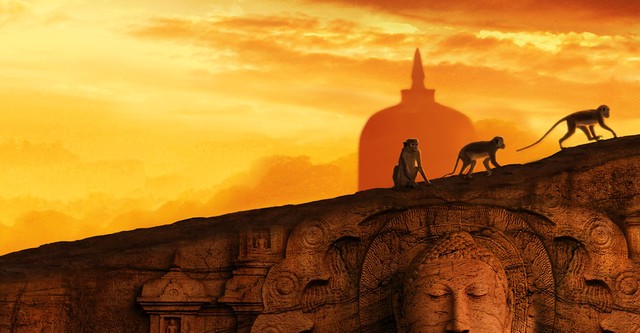 Monkey Kingdom