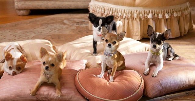 Beverly Hills Chihuahua 2