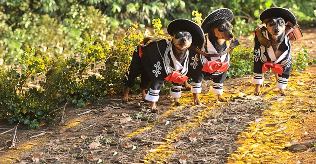 Le Chihuahua de Beverly Hills 3 : Viva la Fiesta !