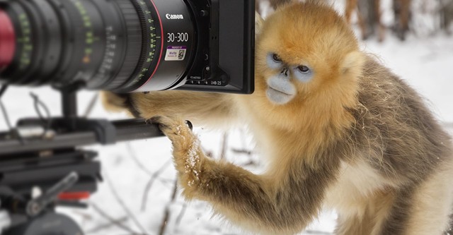 Nés en Chine: Histoires d'un tournage