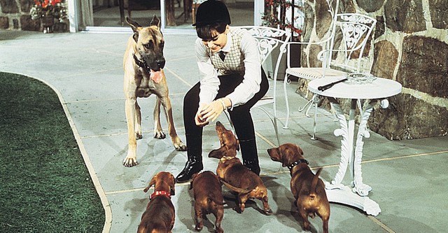 Los perros de mi mujer