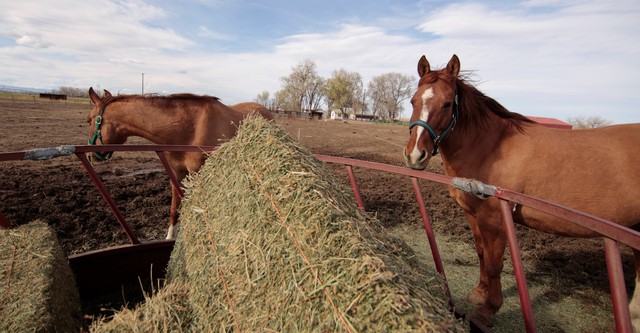 Rocky Mountain Animal Rescue