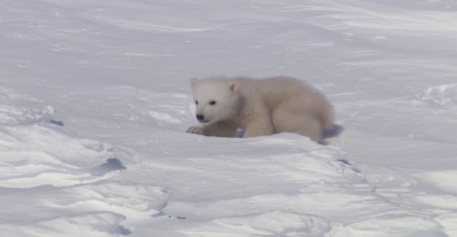 Snow Babies