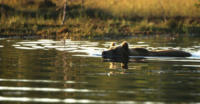 Destination Wild Scandinavie