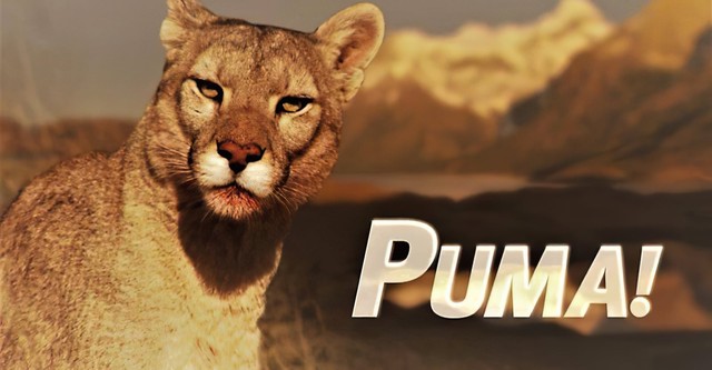 Puma!
