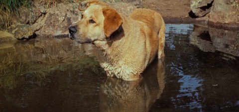 Where to Watch the Best Dog Movies Ever Made: From 'Beethoven' to 'Homeward Bound'