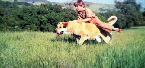 Where to Watch the Best Dog Movies Ever Made: From 'Beethoven' to 'Homeward Bound'