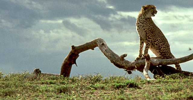 Un ghepardo per amico - Un'avventura in Africa