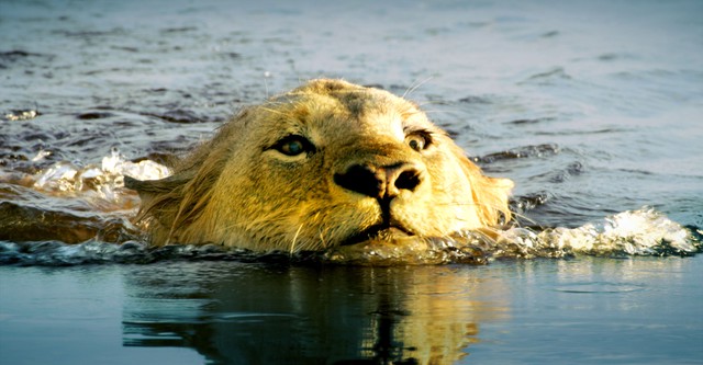 Die Flut - Okavango unter Wasser