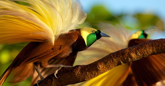 Winged Seduction: Birds of Paradise