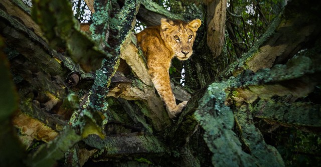 Tree Climbing Lions