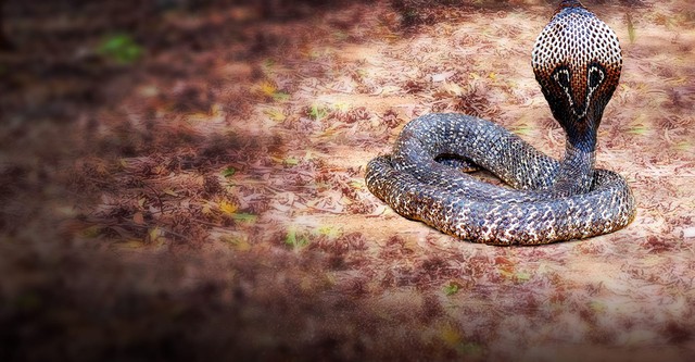 Secrets of the King Cobra