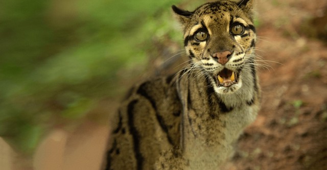 Die Wildkatzen Indiens