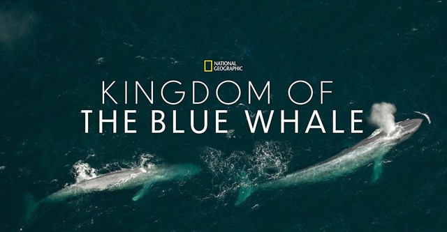 Kingdom of the Blue Whale