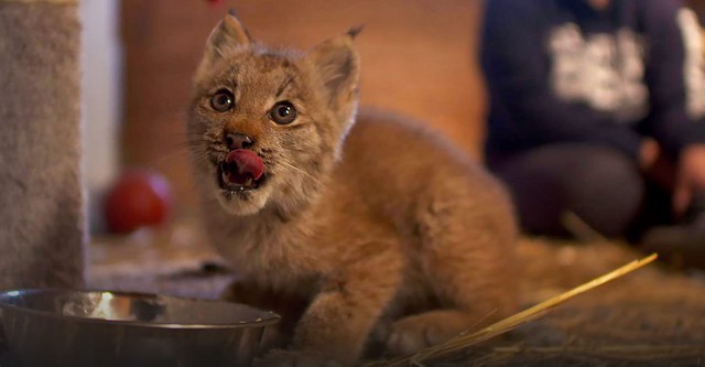 Alaskas Wildtier-Retter