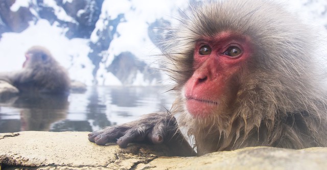 Destination Wild: Les macaques japonais