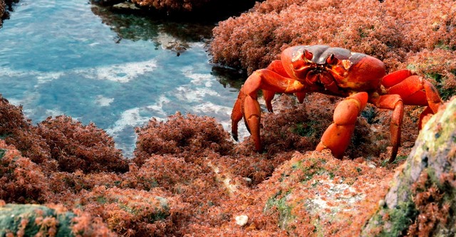 Le royaume du crabe de cocotier